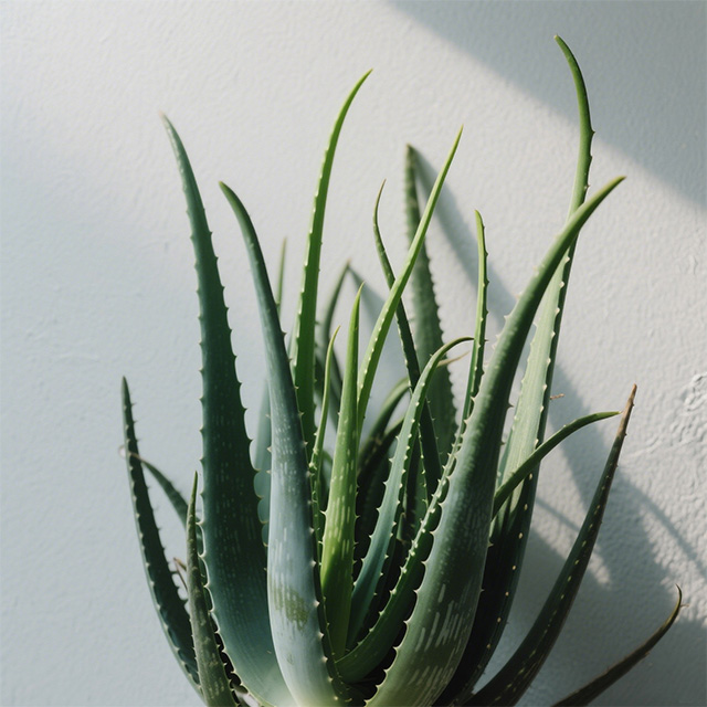 Beslocosmetics OEM Dry Shampoo 12 Aloe vera extract